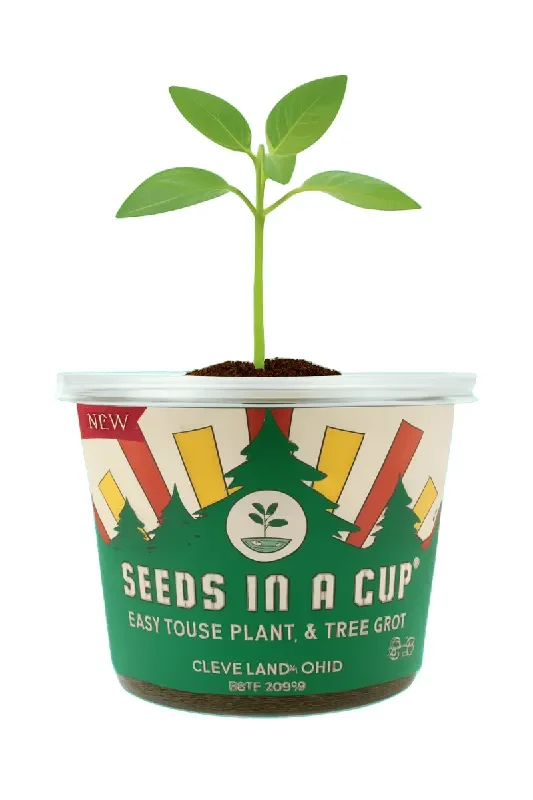 Chives | Plant Seed Grow Kit |