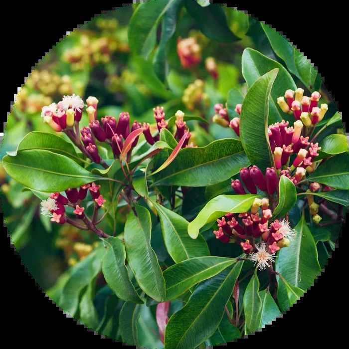 Clove Bud Essential Oil