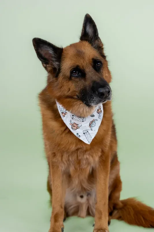 Exclusive Moo-ving Fast Dream Dog Bandana