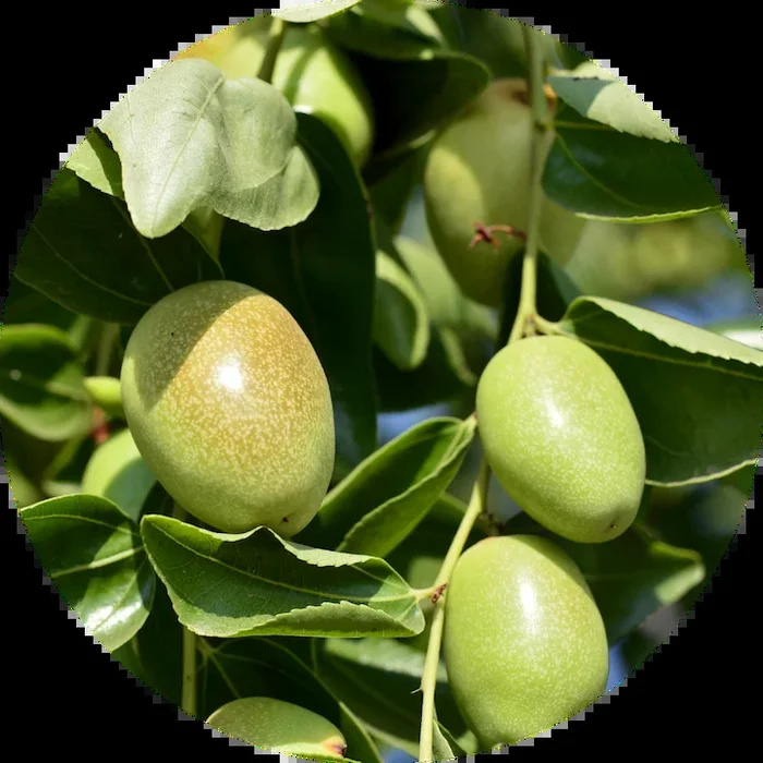 Jojoba Organic Oil